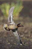 Image. Green-winged Teal
