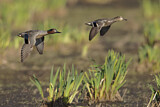Image. Green-winged Teal