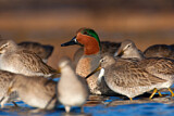 Image. Green-winged Teal