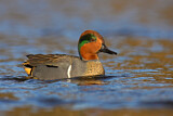 Image. Green-winged Teal