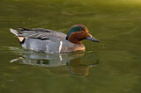 Image. Green-winged Teal