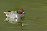 Image. Green-winged Teal