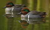 Image. Green-winged Teal