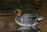Image. Green-winged Teal
