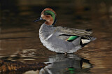 Image. Green-winged Teal