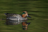 Image. Green-winged Teal