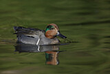 Image. Green-winged Teal