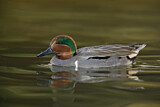 Image. Green-winged Teal