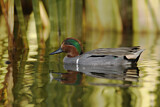 Image. Green-winged Teal