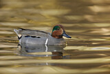 Image. Green-winged Teal