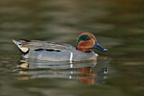 Image. Green-winged Teal