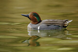 Image. Green-winged Teal