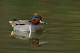 Image. Green-winged Teal