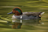 Image. Green-winged Teal