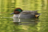 Image. Green-winged Teal