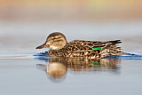 Image. Green-winged Teal