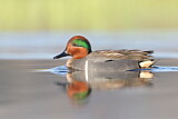 Image. Green-winged Teal