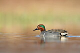 Image. Green-winged Teal