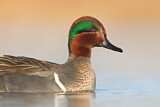 Image. Green-winged Teal