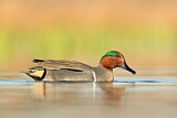 Image. Green-winged Teal