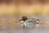 Image. Green-winged Teal
