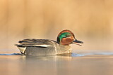Image. Green-winged Teal