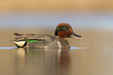 Image. Green-winged Teal