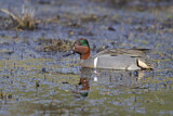 Image. Green-winged Teal