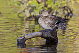Image. Green-winged Teal