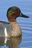Image. Green-winged Teal