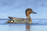 Image. Green-winged Teal