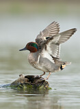 Image. Green-winged Teal
