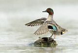 Image. Green-winged Teal