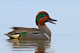Image. Green-winged Teal