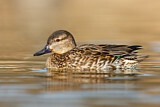Image. Green-winged Teal