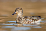 Image. Green-winged Teal