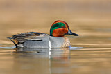 Image. Green-winged Teal