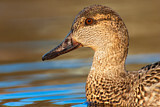 Image. Green-winged Teal