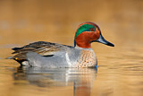 Image. Green-winged Teal