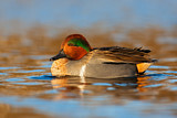 Image. Green-winged Teal