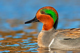 Image. Green-winged Teal