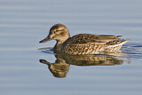 Image. Green-winged Teal