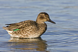 Image. Green-winged Teal