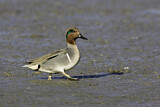 Image. Green-winged Teal