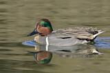 Image. Green-winged Teal