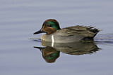 Image. Green-winged Teal