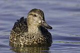 Image. Green-winged Teal