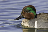 Image. Green-winged Teal