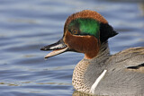 Image. Green-winged Teal