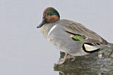 Image. Green-winged Teal